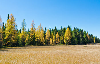 fire break at the edge of a forest