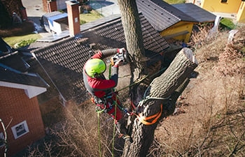 Arborist trimming tree limbs above a house