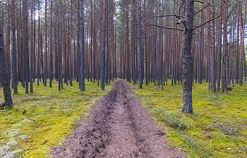 fire break in a forest