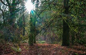 Western Canada forest