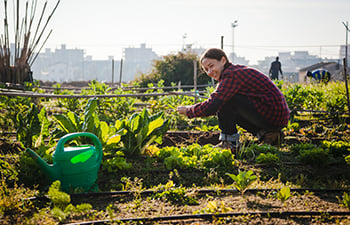 Working in an urban garden
